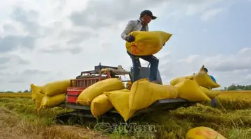 مساندة المزارعين في إيجاد أسواق لمحصول الأرز الشتوي الربيعي.